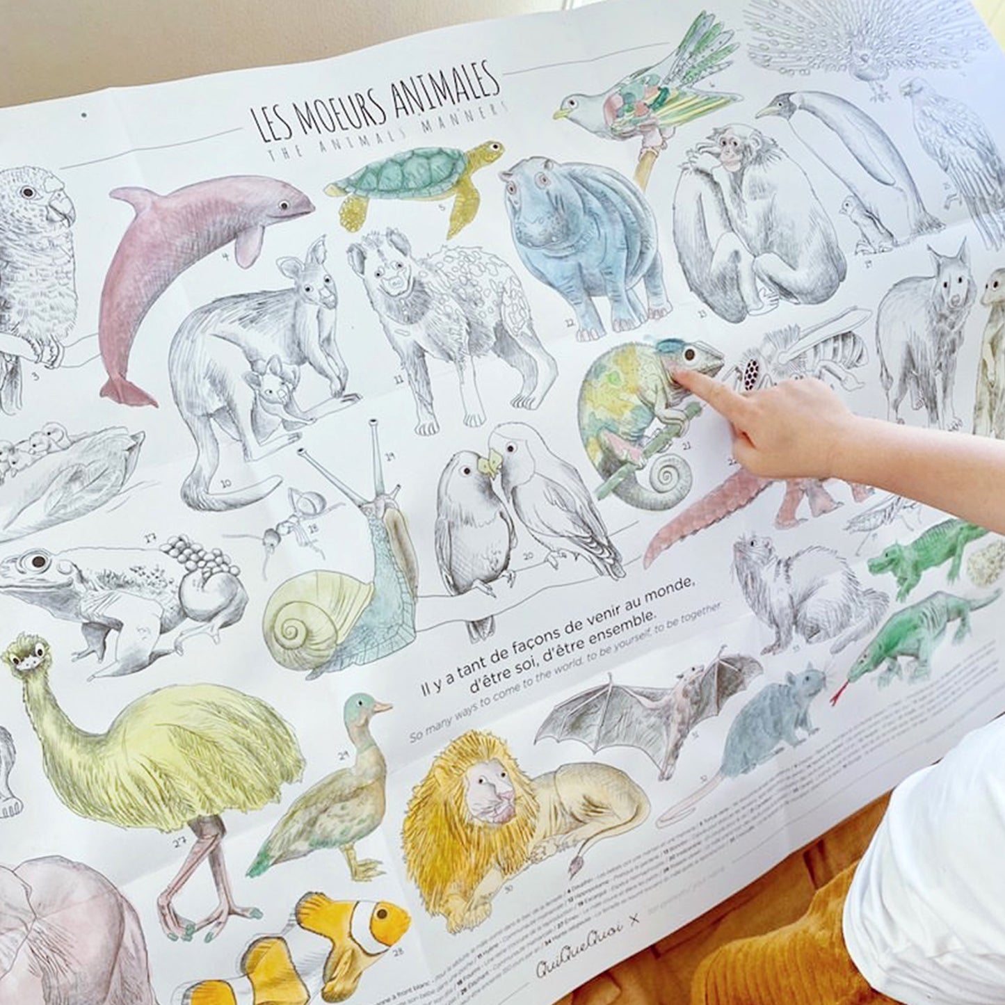 Moeurs Animales · Coloriage pour discuter